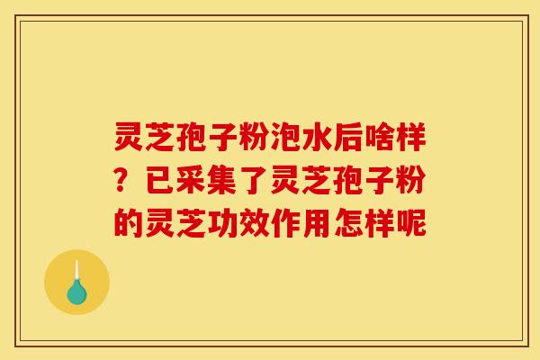 灵芝孢子粉泡水后啥样？已采集了灵芝孢子粉的灵芝功效作用怎样呢