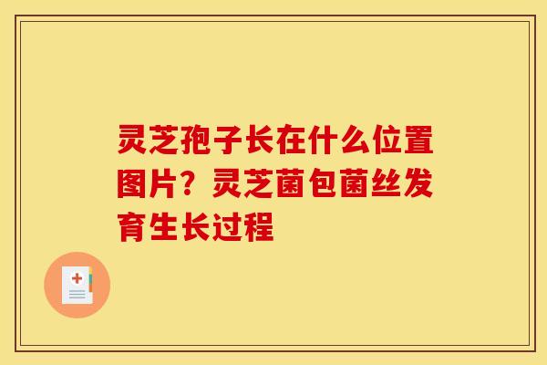 灵芝孢子长在什么位置图片？灵芝菌包菌丝发育生长过程