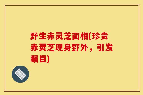野生赤灵芝面相(珍贵赤灵芝现身野外，引发瞩目)