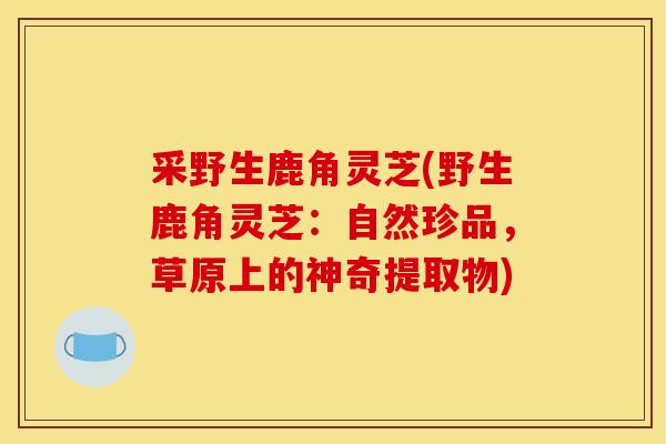 采野生鹿角灵芝(野生鹿角灵芝：自然珍品，草原上的神奇提取物)