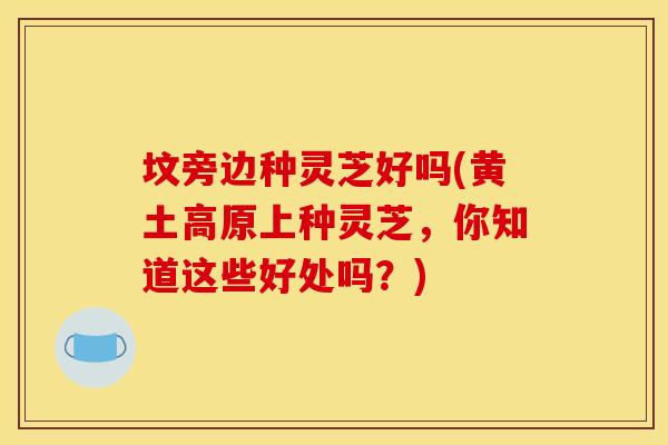 坟旁边种灵芝好吗(黄土高原上种灵芝，你知道这些好处吗？)