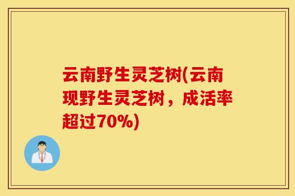 云南野生灵芝树(云南现野生灵芝树，成活率超过70%)