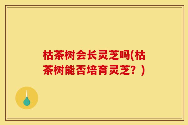 枯茶树会长灵芝吗(枯茶树能否培育灵芝？)
