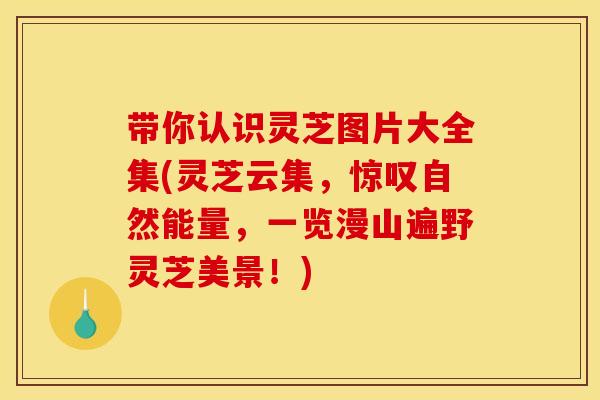 带你认识灵芝图片大全集(灵芝云集，惊叹自然能量，一览漫山遍野灵芝美景！)