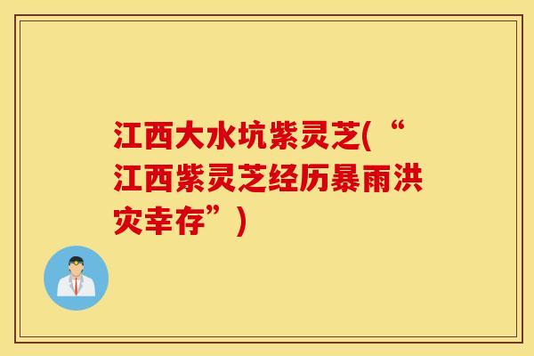 江西大水坑紫灵芝(“江西紫灵芝经历暴雨洪灾幸存”)