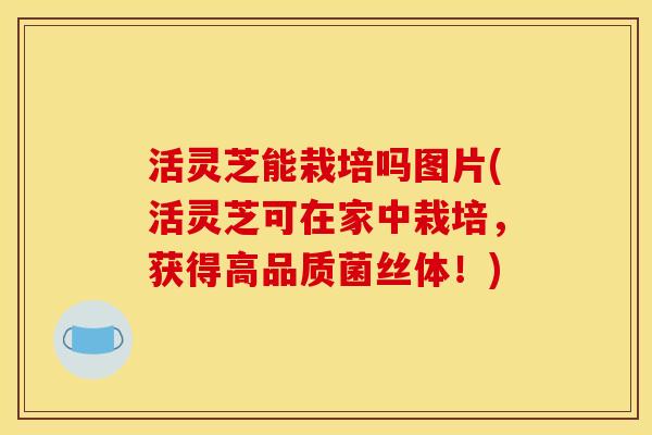 活灵芝能栽培吗图片(活灵芝可在家中栽培，获得高品质菌丝体！)