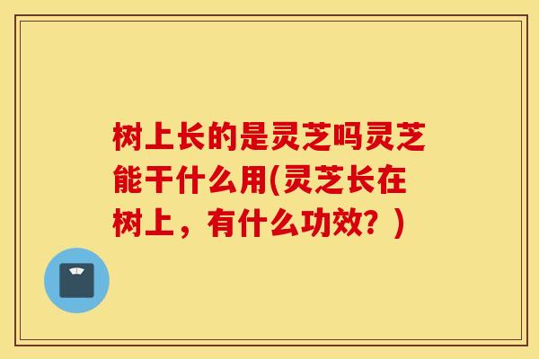 树上长的是灵芝吗灵芝能干什么用(灵芝长在树上，有什么功效？)