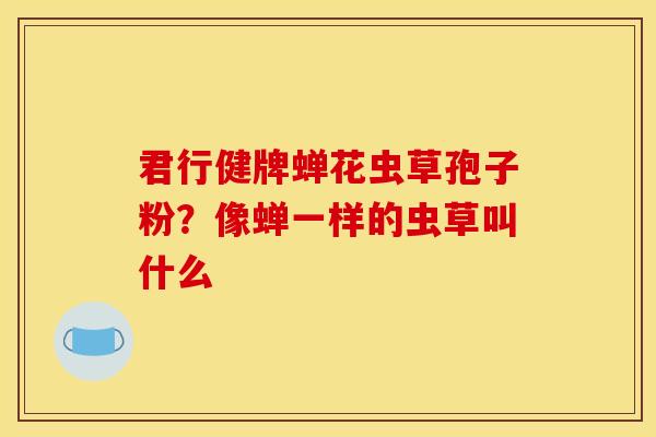 君行健牌蝉花虫草孢子粉？像蝉一样的虫草叫什么