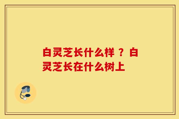 白灵芝长什么样 ？白灵芝长在什么树上