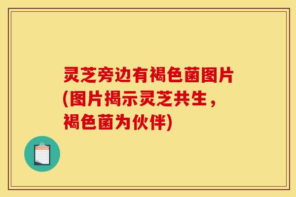 灵芝旁边有褐色菌图片(图片揭示灵芝共生，褐色菌为伙伴)