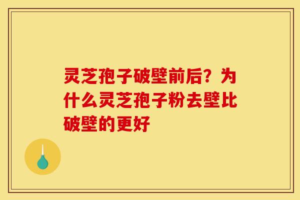 灵芝孢子破壁前后？为什么灵芝孢子粉去壁比破壁的更好