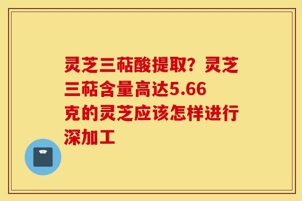 灵芝三萜酸提取？灵芝三萜含量高达5.66克的灵芝应该怎样进行深加工