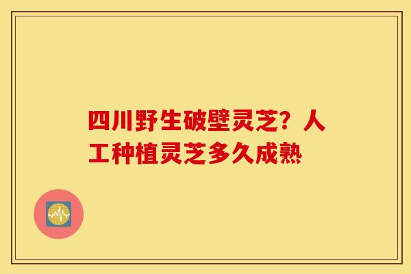 四川野生破壁灵芝？人工种植灵芝多久成熟