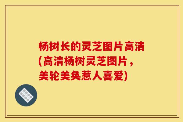 杨树长的灵芝图片高清(高清杨树灵芝图片，美轮美奂惹人喜爱)