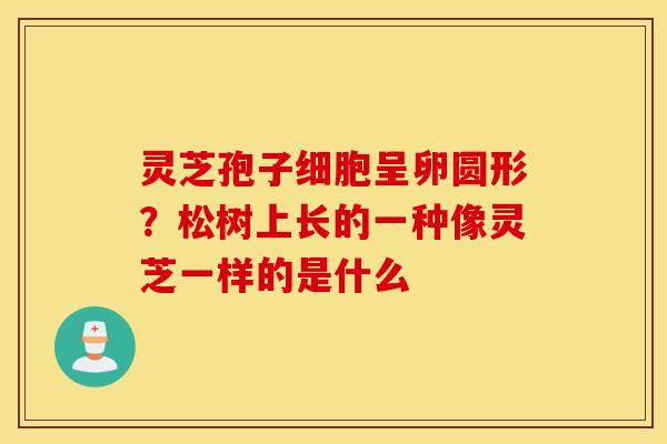 灵芝孢子细胞呈卵圆形？松树上长的一种像灵芝一样的是什么