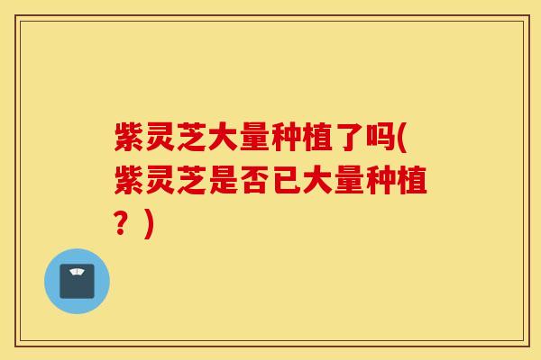 紫灵芝大量种植了吗(紫灵芝是否已大量种植？)