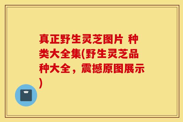 真正野生灵芝图片 种类大全集(野生灵芝品种大全，震撼原图展示)