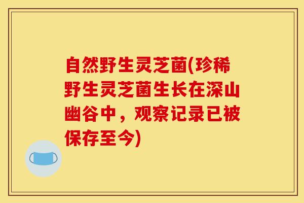 自然野生灵芝菌(珍稀野生灵芝菌生长在深山幽谷中，观察记录已被保存至今)