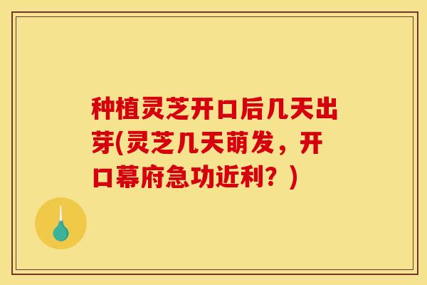 种植灵芝开口后几天出芽(灵芝几天萌发，开口幕府急功近利？)