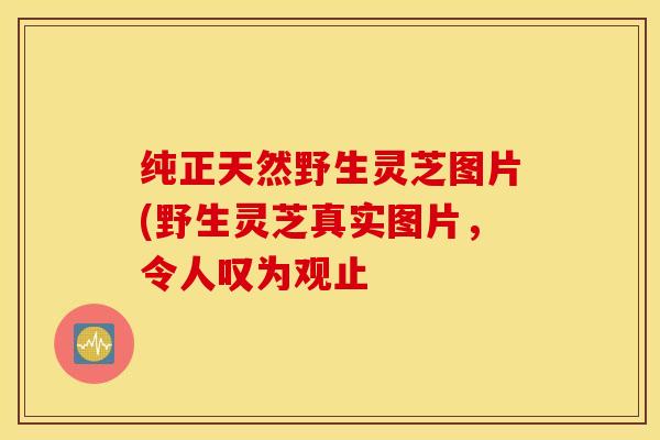 纯正天然野生灵芝图片(野生灵芝真实图片，令人叹为观止
