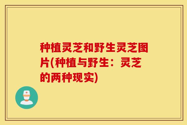 种植灵芝和野生灵芝图片(种植与野生：灵芝的两种现实)