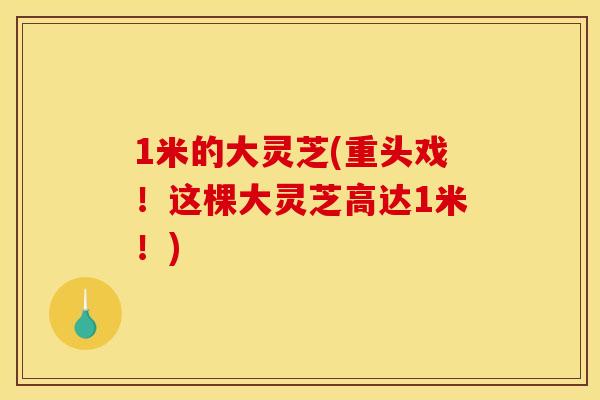1米的大灵芝(重头戏！这棵大灵芝高达1米！)