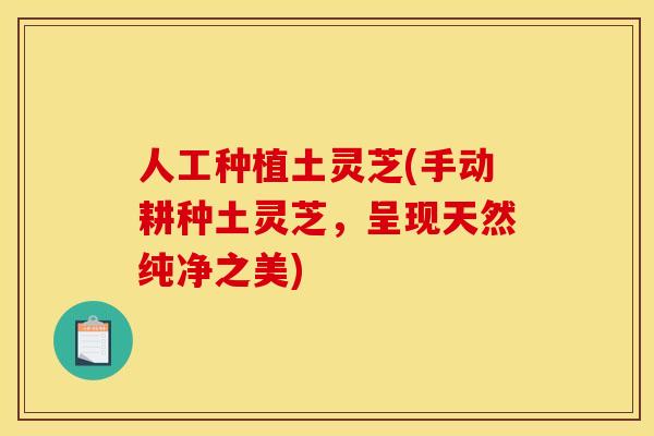 人工种植土灵芝(手动耕种土灵芝，呈现天然纯净之美)