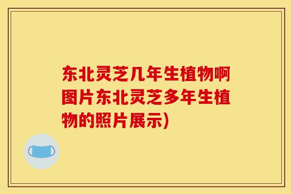 东北灵芝几年生植物啊图片东北灵芝多年生植物的照片展示)