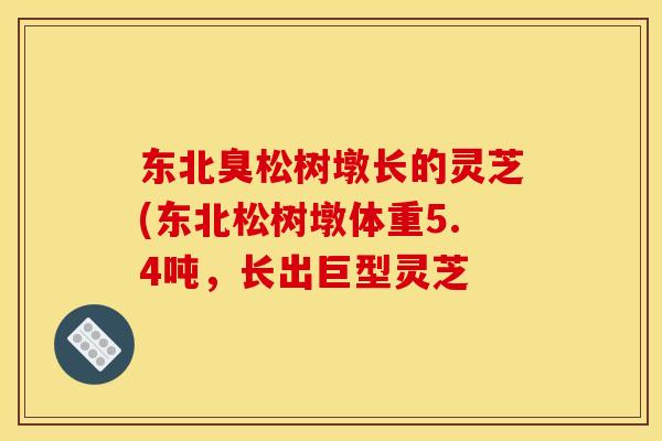东北臭松树墩长的灵芝(东北松树墩体重5.4吨，长出巨型灵芝