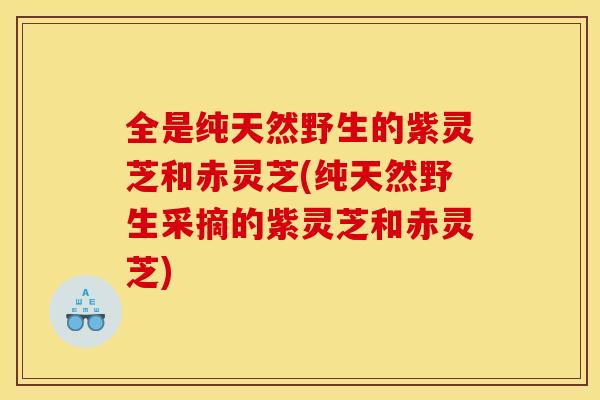 全是纯天然野生的紫灵芝和赤灵芝(纯天然野生采摘的紫灵芝和赤灵芝)