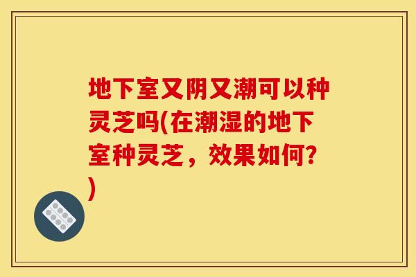 地下室又阴又潮可以种灵芝吗(在潮湿的地下室种灵芝，效果如何？)
