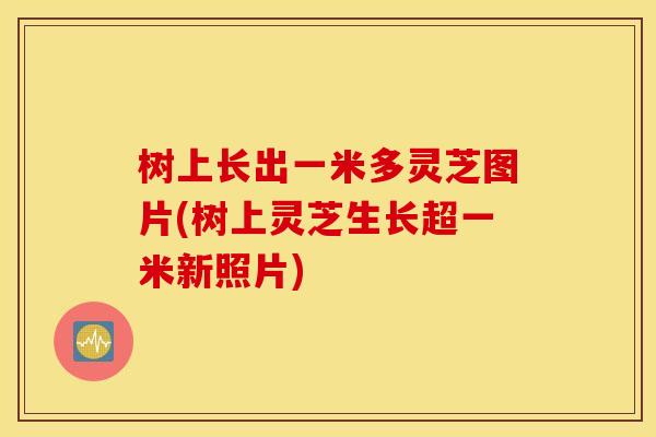 树上长出一米多灵芝图片(树上灵芝生长超一米新照片)