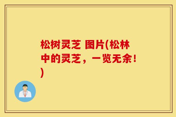 松树灵芝 图片(松林中的灵芝，一览无余！)