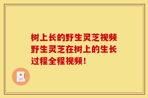 树上长的野生灵芝视频野生灵芝在树上的生长过程全程视频！