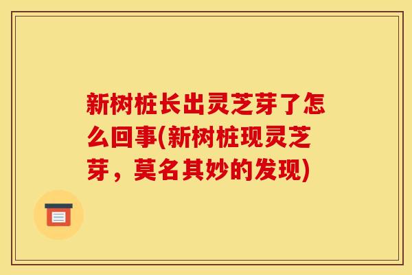 新树桩长出灵芝芽了怎么回事(新树桩现灵芝芽，莫名其妙的发现)