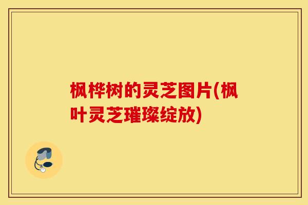 枫桦树的灵芝图片(枫叶灵芝璀璨绽放)