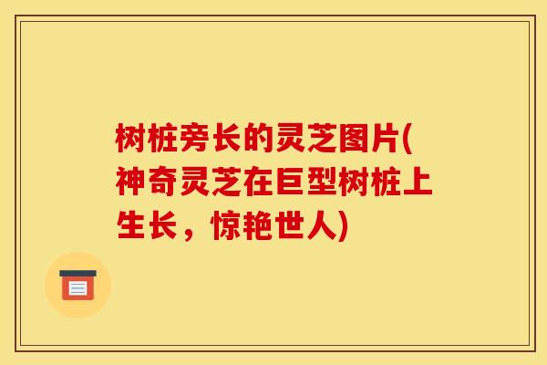 树桩旁长的灵芝图片(神奇灵芝在巨型树桩上生长，惊艳世人)