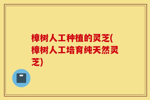 樟树人工种植的灵芝(樟树人工培育纯天然灵芝)