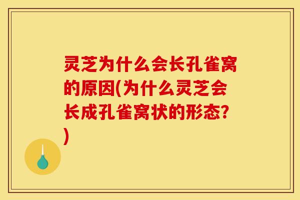灵芝为什么会长孔雀窝的原因(为什么灵芝会长成孔雀窝状的形态？)