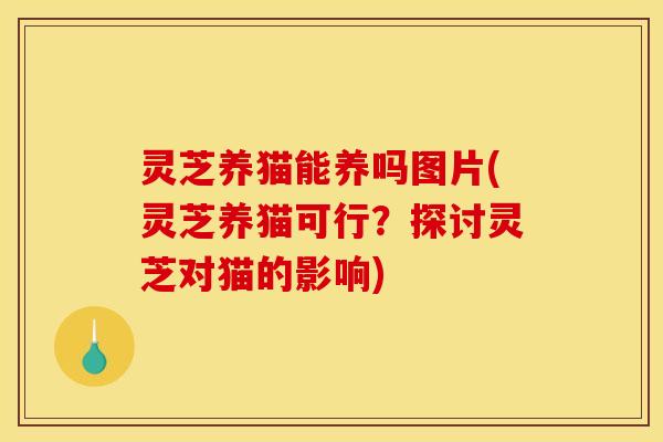 灵芝养猫能养吗图片(灵芝养猫可行？探讨灵芝对猫的影响)