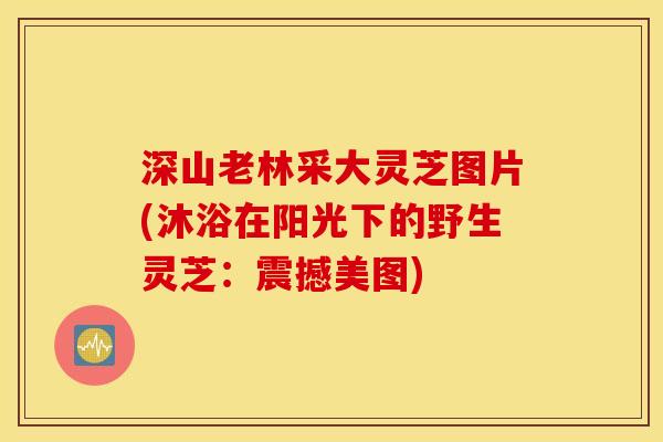 深山老林采大灵芝图片(沐浴在阳光下的野生灵芝：震撼美图)