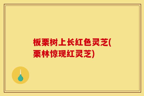 板栗树上长红色灵芝(栗林惊现红灵芝)
