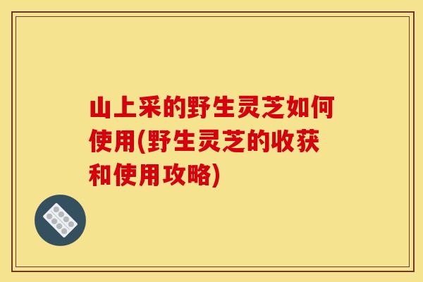山上采的野生灵芝如何使用(野生灵芝的收获和使用攻略)