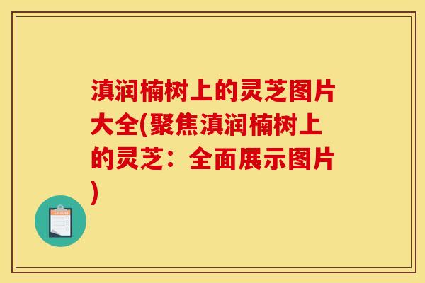 滇润楠树上的灵芝图片大全(聚焦滇润楠树上的灵芝：全面展示图片)