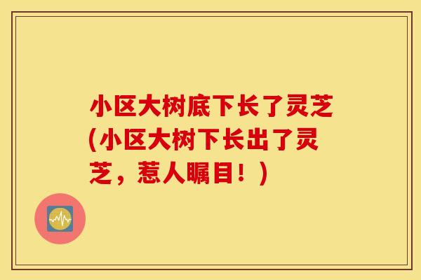 小区大树底下长了灵芝(小区大树下长出了灵芝，惹人瞩目！)