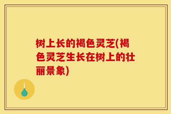 树上长的褐色灵芝(褐色灵芝生长在树上的壮丽景象)