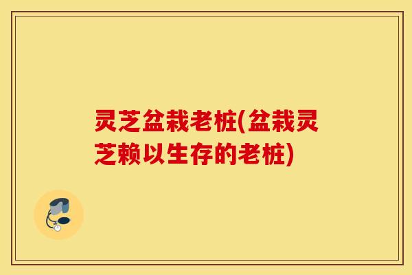 灵芝盆栽老桩(盆栽灵芝赖以生存的老桩)