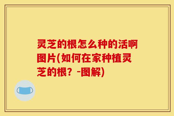 灵芝的根怎么种的活啊图片(如何在家种植灵芝的根？-图解)