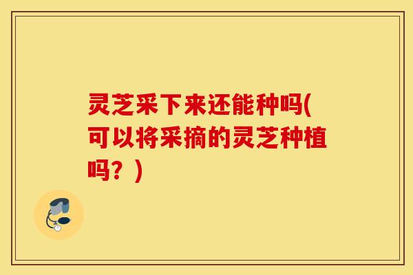 灵芝采下来还能种吗(可以将采摘的灵芝种植吗？)