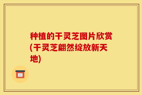 种植的干灵芝图片欣赏(干灵芝翩然绽放新天地)